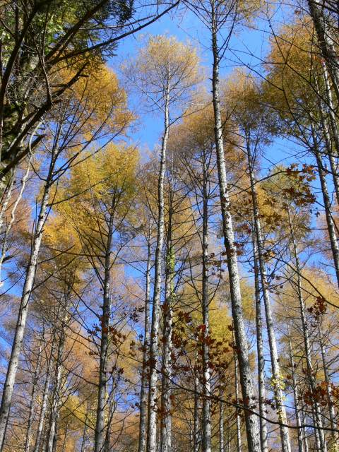 紅葉前線を追って　ヘブンスそのはら（後）