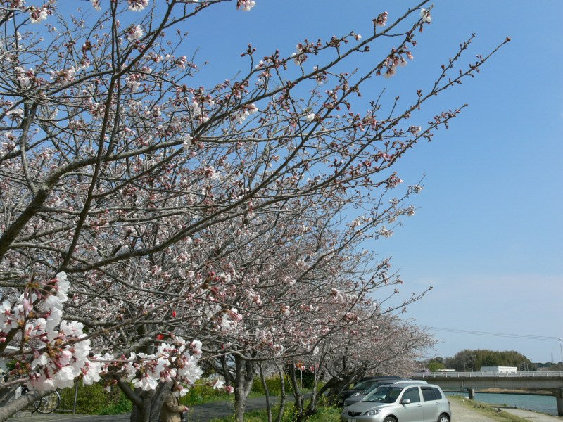 気賀　都田川堤防の桜
