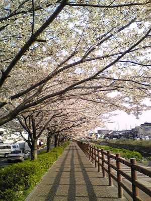 柳生川堤防の桜