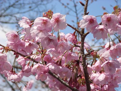 桜の京都（1）哲学の道